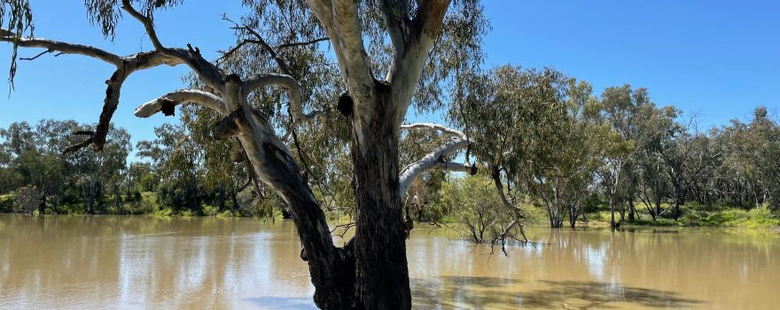 Brewarrina