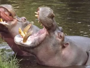 Wechiau Community Hippo Sanctuary