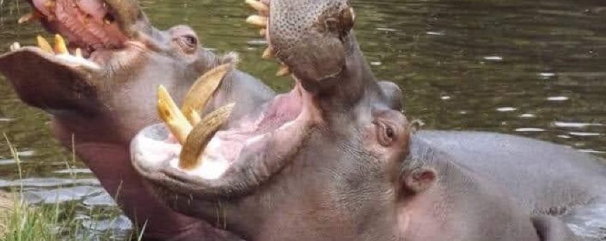 Wechiau Community Hippo Sanctuary
