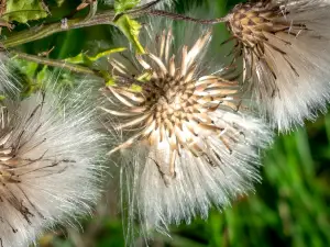 Watchtree Nature Reserve