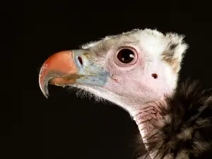 Liberty's Owl, Raptor & Reptile Centre