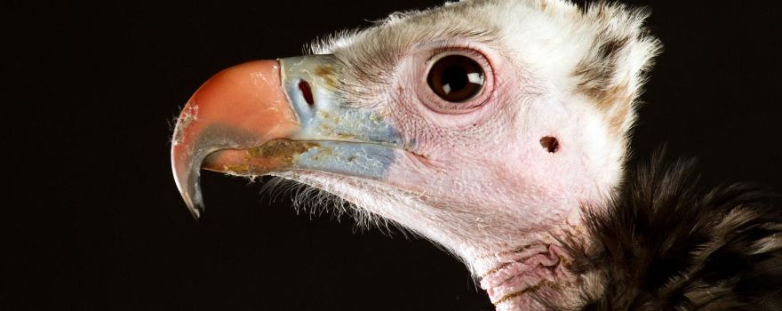Liberty's Owl, Raptor & Reptile Centre