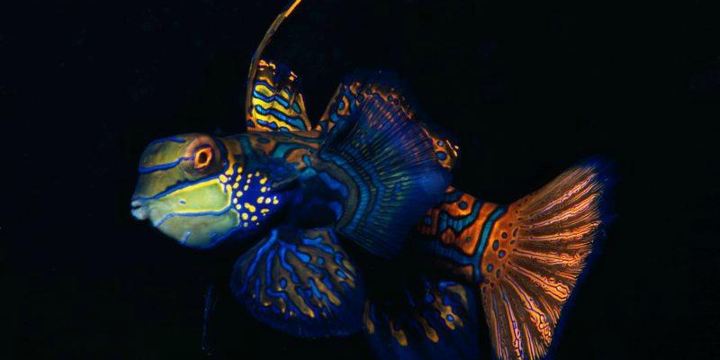 Malapascua Exotic Diving Center