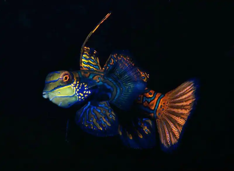 鄰近Malapascua Exotic Diving Center的酒店