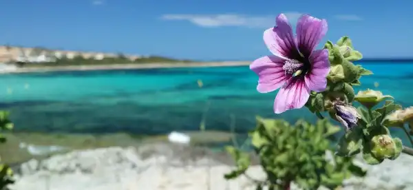 Hotéis em Punta Prima