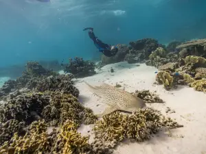 Ningaloo Whaleshark Swim