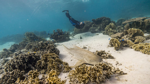 Ningaloo Whaleshark Swim