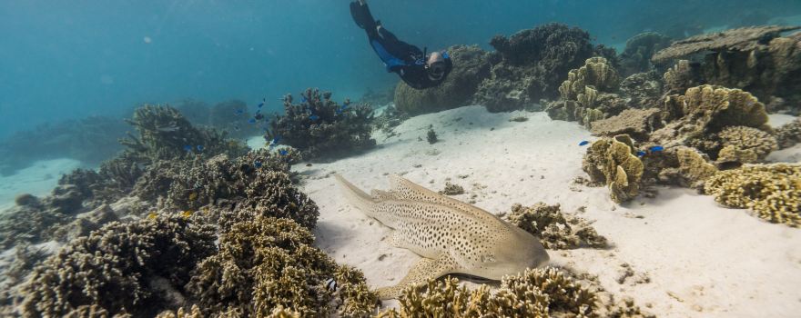 Ningaloo Whaleshark Swim
