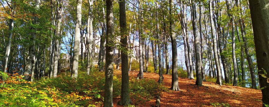 Lipowiec Nature Reserve