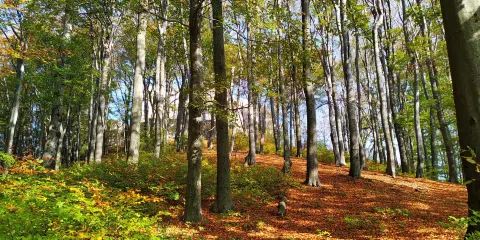 Lipowiec Nature Reserve