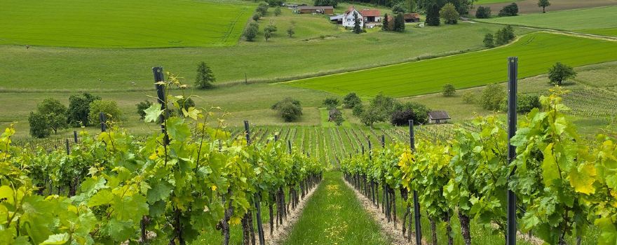 Derdinger Horn, Weinplateau