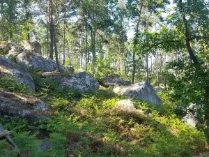 Foret De Barbizon