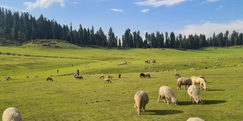 Doodhpathri