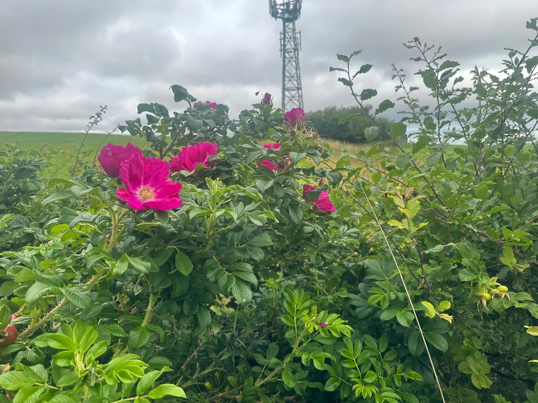 1_SS John Cantius & Nicholas