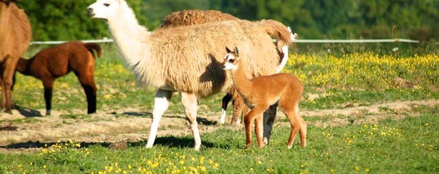 Les Lamas du Tilloux