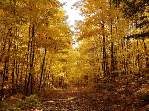 Parc des Montagnes Noires de Ripon