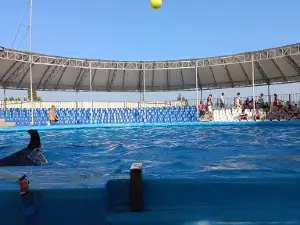 Nemo