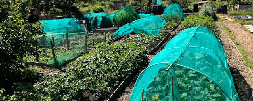 Wellfield Lane Allotments