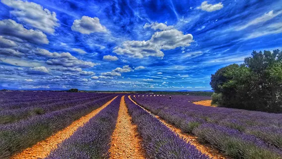 Lavender field