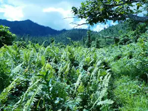Central Forest Reserve
