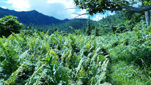 Central Forest Reserve