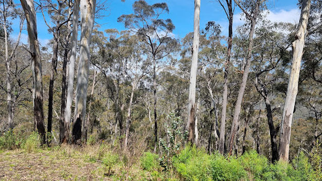 Национальный парк Юг Восток Форест