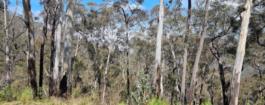 South East Forest National Park