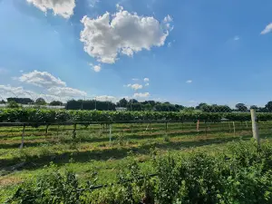 Copas Farms PYO