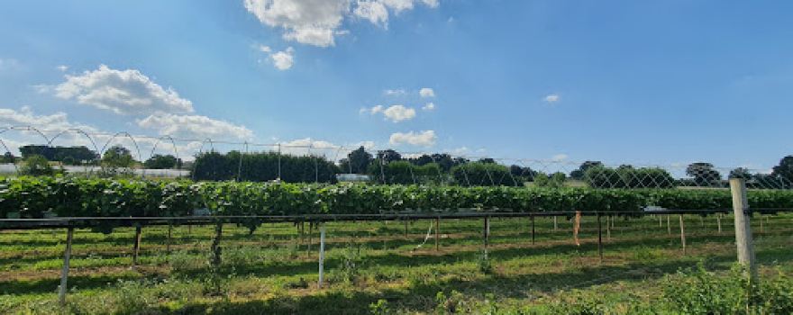 Copas Farms PYO