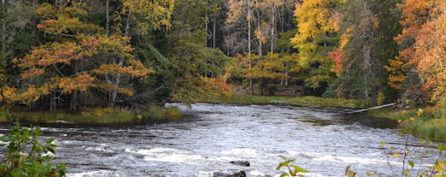Färnebofjärden National Park