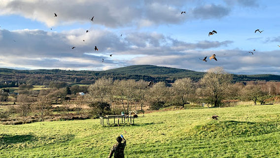 Red Kite Centre, Laurieston
