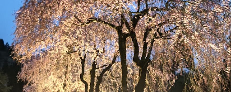 Parc de Takekurabe