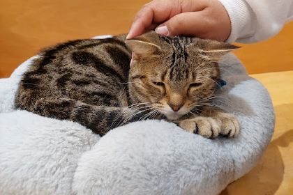 Moff animal cafe Takasaki OPA