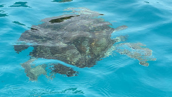 Turtle's Bay Redang Island