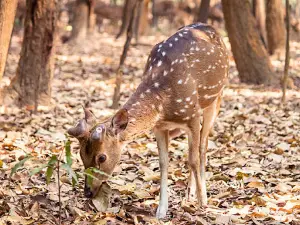 Sasan Gir