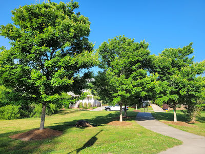Dorton Park