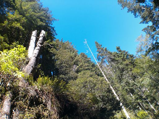Pygmy Forest Discovery Trail