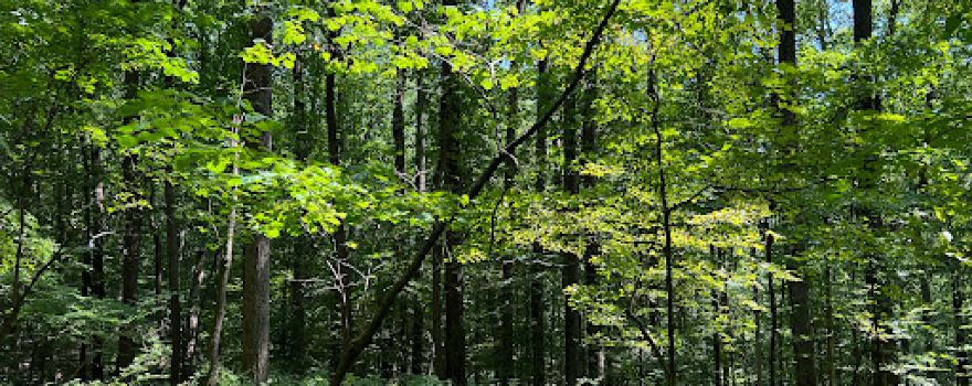 Cromwell Valley Park