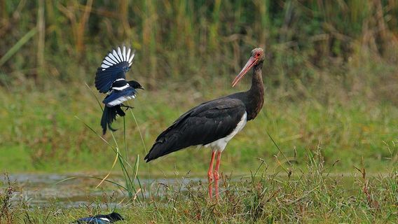 Wanghu Wetland Provincial Nature Reserve