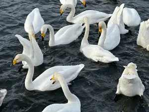 Ozero Svetloye