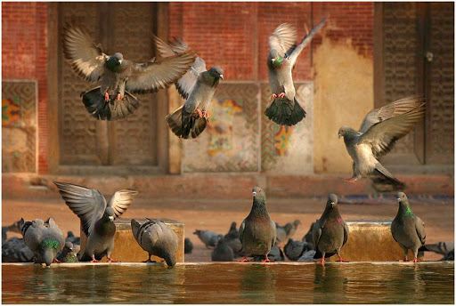 GUDA BISHNOI VILLAGE SAFARI