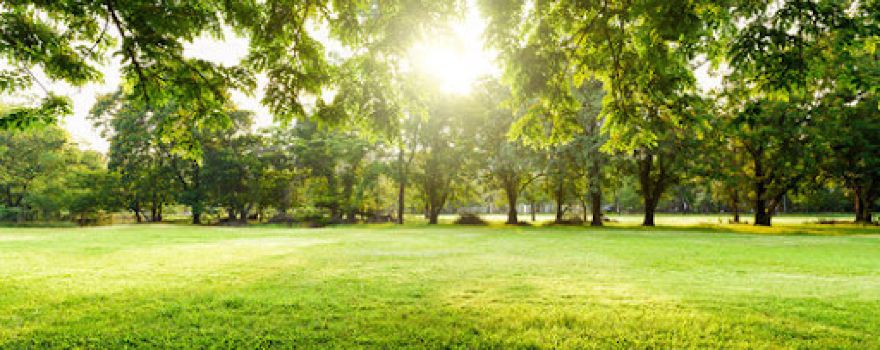 McHattie Park