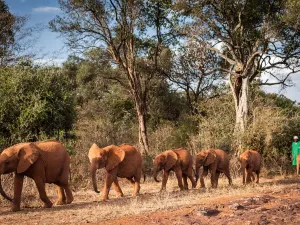 Sheldrick Wildlife Trust Nursery