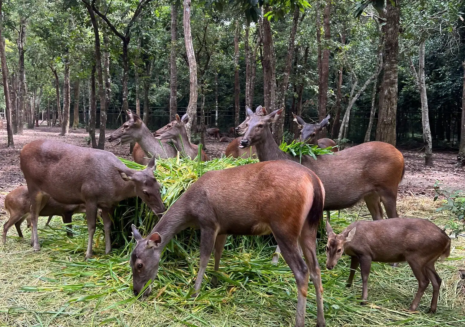 Hotels near Ubon Ratchathani Zoo