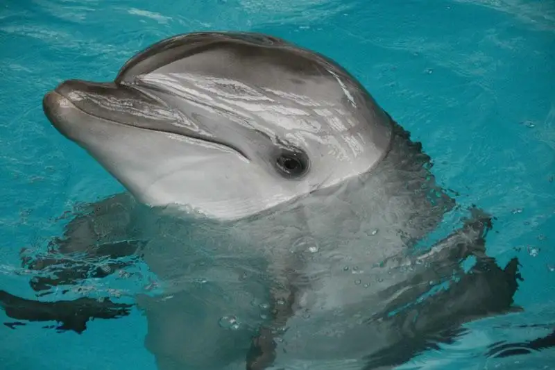 5_Dolphinarium Naberezhnye Chelny