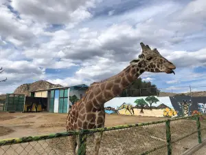 Tuzoofari