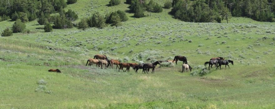 Black Hills Wild Horse Sanctuary