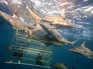 Shark Cage Diving KZN