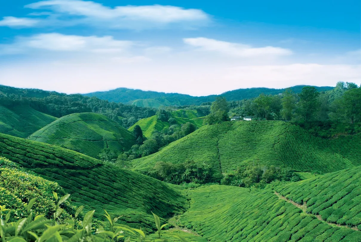 2_BOH Tea Centre (Sungei Palas Garden)