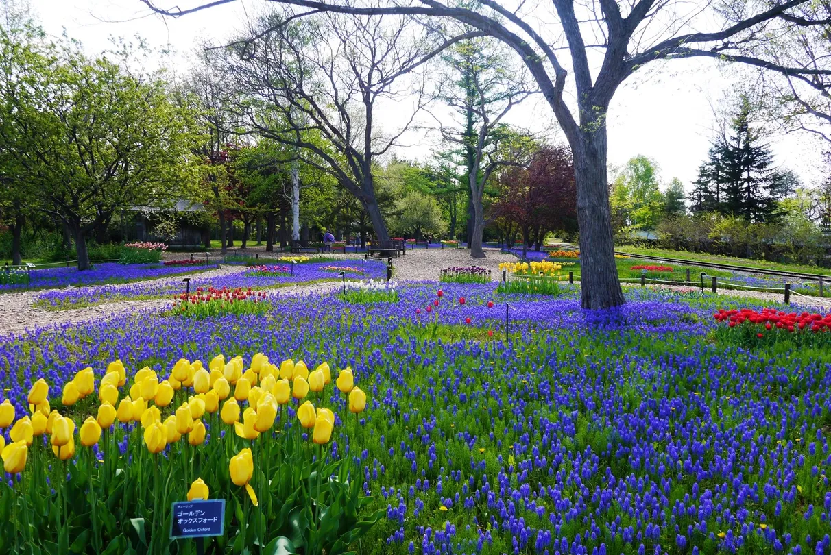 5_百合之原公園